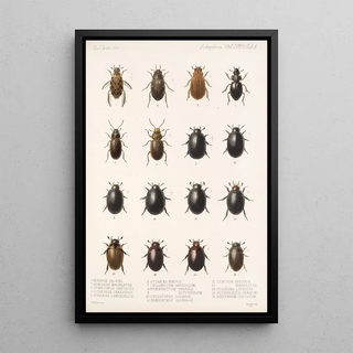 Frederick DuCane Godman - Insecta Coleoptera Pl 040.webp