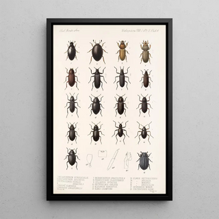 Frederick DuCane Godman - Insecta Coleoptera Pl 041.webp