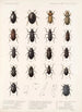 Insecta Coleoptera Pl 041 - Frederick DuCane Godman — näkymä teoksesta