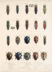 Insecta Coleoptera Pl 063 - Frederick DuCane Godman — näkymä teoksesta