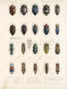 Insectes Coléoptères Pl 064 - Frederick Du Cane Godman — näkymä teoksesta
