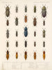 Insectes Coléoptères Pl 067 - Frederick Du Cane Godman — näkymä teoksesta