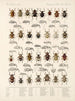 Insectes Coléoptères Pl 158 - Frederick Du Cane Godman — näkymä teoksesta