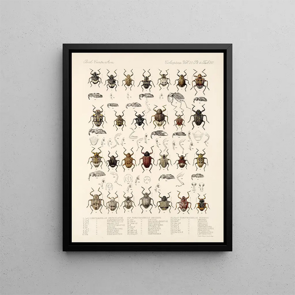 Frederick DuCane Godman - Insecta Coleoptera Pl 159.webp