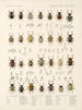 Insectes Coléoptères Pl 160 - Frederick Du Cane Godman — näkymä teoksesta