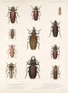 Insektit, kovakuoriaiset, Pl 207 - Frederick DuCane Godman — näkymä teoksesta