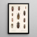 Insektit, kovakuoriaiset, Pl 207 - Frederick DuCane Godman — kehystetty taideteos seinällä