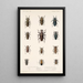 Insektit Coleoptera Pl 208 - Frederick DuCane Godman — kehystetty taideteos seinällä