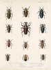 Insektit Coleoptera Pl 208 - Frederick DuCane Godman — näkymä teoksesta