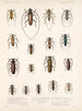 Insectes Coléoptères Pl 209 - Frederick Du Cane Godman — näkymä teoksesta