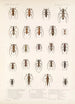 Insecta Coleoptera Pl 210 - Frederick DuCane Godman — näkymä teoksesta