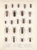 Insectes Coléoptères Pl 214 - Frederick Du Cane Godman — näkymä teoksesta