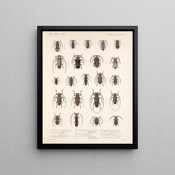 Frederick DuCane Godman - Insecta Coleoptera Pl 214.webp