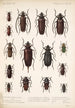 Insektit, kovakuoriaiset, Pl 222 - Frederick DuCane Godman — näkymä teoksesta