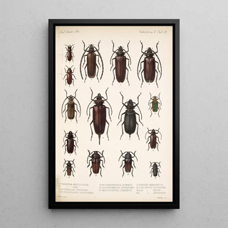 Frederick DuCane Godman - Insecta Coleoptera Pl 222.webp