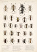 Insektit hyönteiset kovakuoriaiset Pl 228 - Frederick DuCane Godman — näkymä teoksesta