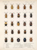 Insectes Coléoptères Pl 234 - Frederick Du Cane Godman — näkymä teoksesta