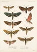Insecta Lepidoptera Heterocera Pl 001 - Frederick DuCane Godman — näkymä teoksesta