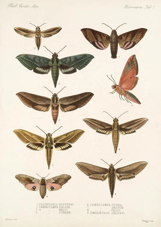 Frederick DuCane Godman - Insecta LepidopteraHeterocera Pl 001.webp