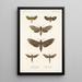 Insecta Lepidoptera Heterocera Pl 002 - Frederick DuCane Godman — kehystetty taideteos seinällä