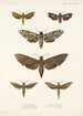 Insecta Lepidoptera Heterocera Pl 002 - Frederick DuCane Godman — näkymä teoksesta