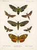 Insectes Lépidoptères Hétérocères Pl 003 - Frederick Du Cane Godman — näkymä teoksesta
