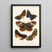 Insecta Lepidoptera Heterocera Pl 004 - Frederick DuCane Godman — kehystetty taideteos seinällä