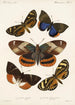 Insecta Lepidoptera Heterocera Pl 004 - Frederick DuCane Godman — näkymä teoksesta