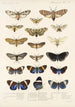 Insecta Lepidoptera Heterocera Pl 010 - Frederick DuCane Godman — näkymä teoksesta