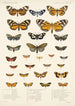 Insecta Lepidoptera Heterocera Pl 012 - Frederick DuCane Godman — näkymä teoksesta