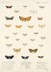 Insecta Lepidoptera Heterocera Pl 013 - Frederick DuCane Godman — näkymä teoksesta