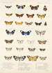 Insecta Lepidoptera Heterocera Pl 014 - Frederick DuCane Godman — näkymä teoksesta