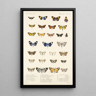 Frederick DuCane Godman - Insecta LepidopteraHeterocera Pl 014.webp