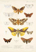 Insektit Lepidoptera Heterocera Maalaus Pl 015 - Frederick DuCane Godman — näkymä teoksesta