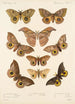 Insecta Lepidoptera Heterocera Pl 017 - Frederick DuCane Godman — näkymä teoksesta