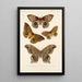 Insektit Lepidoptera Heterocera Pl 018 - Frederick DuCane Godman — kehystetty taideteos seinällä