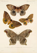 Insektit Lepidoptera Heterocera Pl 018 - Frederick DuCane Godman — näkymä teoksesta