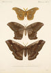 Insecta Lepidoptera Heterocera Pl 019 - Frederick DuCane Godman — näkymä teoksesta