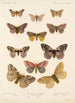 Insecta Lepidoptera Heterocera Pl 020 - Frederick DuCane Godman — näkymä teoksesta