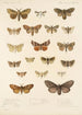 Insecta Lepidoptera Heterocera Pl 022 - Frederick DuCane Godman — näkymä teoksesta