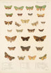 Insecta Lepidoptera Heterocera Pl 023 - Frederick DuCane Godman — näkymä teoksesta
