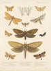 Insecta Lepidoptera Heterocera Pl 024 - Frederick DuCane Godman — näkymä teoksesta