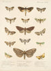 Insecta Lepidoptera Heterocera Pl 025 - Frederick DuCane Godman — näkymä teoksesta