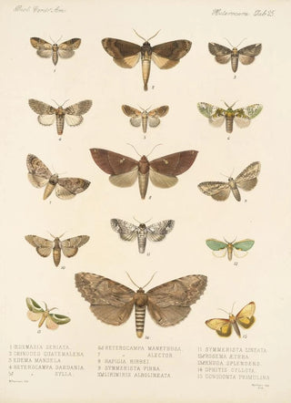 Frederick DuCane Godman - Insecta LepidopteraHeterocera Pl 025.webp