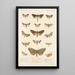 Insecta Lepidoptera Heterocera Pl 025 - Frederick DuCane Godman — kehystetty taideteos seinällä