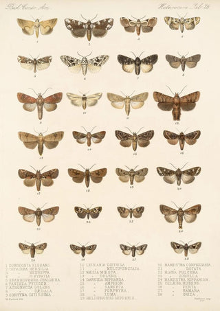 Frederick DuCane Godman - Insecta LepidopteraHeterocera Pl 026.webp
