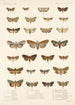 Insektit Lepidoptera Heterocera Maalaus Pl 027 - Frederick DuCane Godman — näkymä teoksesta