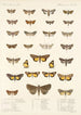 Insektit Lepidoptera Heterocera Pl 030 - Frederick DuCane Godman — näkymä teoksesta