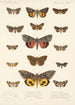 Insecta Lepidoptera Heterocera Pl 031 - Frederick DuCane Godman — näkymä teoksesta