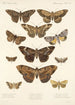 Insecta Lepidoptera Heterocera Pl 032 - Frederick DuCane Godman — näkymä teoksesta